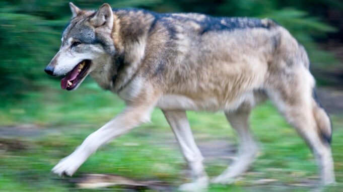 Angst -Wordembösen -Wolf in SH? Wirmüssenuns incorpieren

