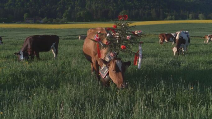 Nieserwocheenrückblickquerdurch Die Schweiz

