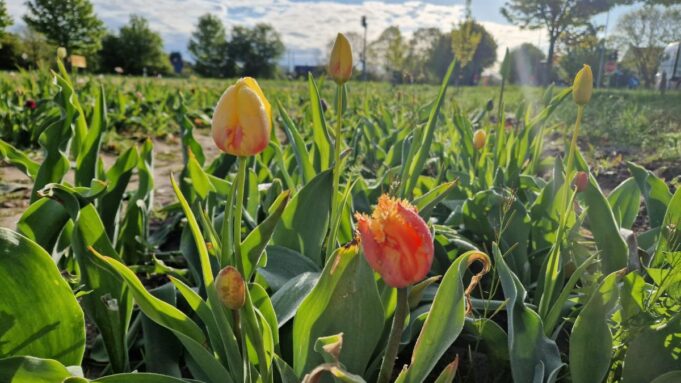 Blumenfelder von Schleswig-Flensburg: Selbstpflückenab Juni

