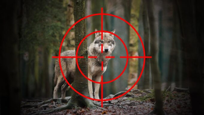 EU-Beschluss Zu Leichteren Wolfs-Abschüsssen Sorgt für Getteles Echo

