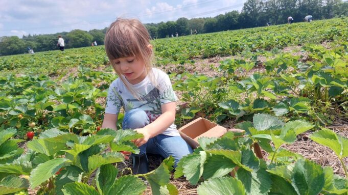 Erdbeeren im Kreis Pineberg Selbstpflücken: Experte GiBt Beheimtippfürdie Ernte

