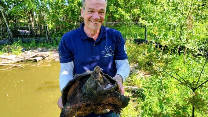 Es ist MIT Gierschildkröte Gabi aus Kellinghusen Passiert

