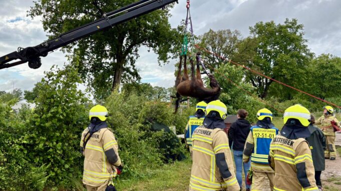 Feuerwehr Rettet Pferd Raffael aus Graben in Rellellen


