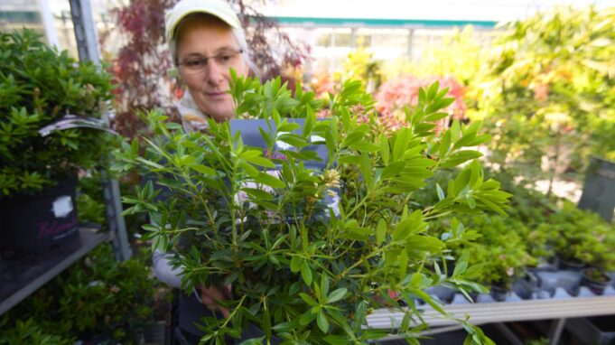 Gartenfreunde Sollten Buchsbaum

