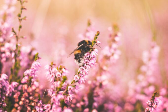 Großbritannien plant, Pestizide zum Schutz von Bienen zu reduzieren

