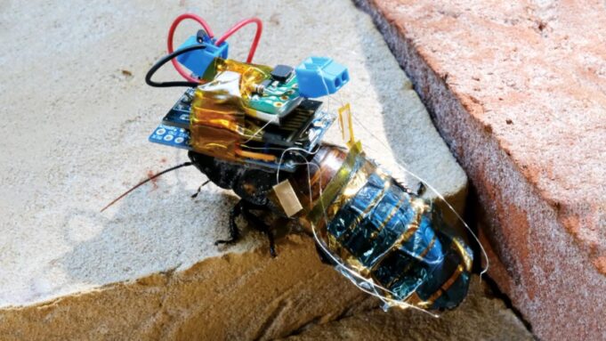 MIT Kakerlaken in der Krig: Unternehmen aus Kassel Baut insekten-Cyborgs | Hessenschau.de

