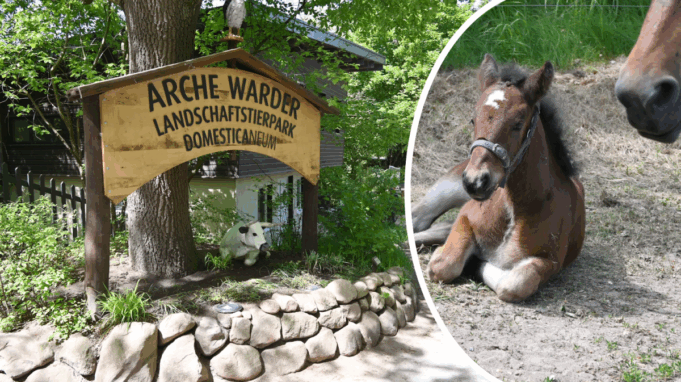 Nachwuchs im Tierpark Archa -Wächter


