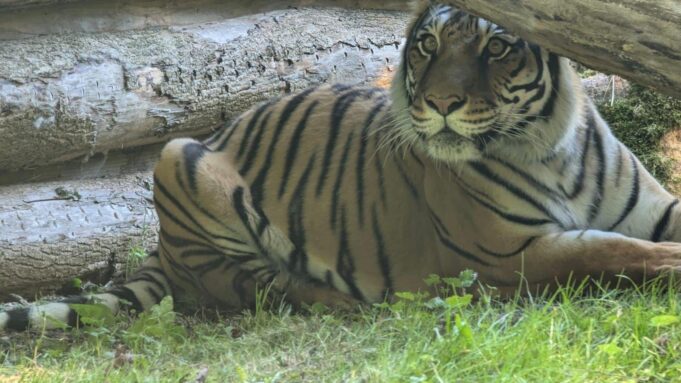 Neuzugang im Tierpark Gotha: Tigerin Indira zieht ein

