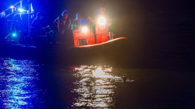 Reh Schwimmt in der Flensburgerförde: Rettungsaktion von Harnis

