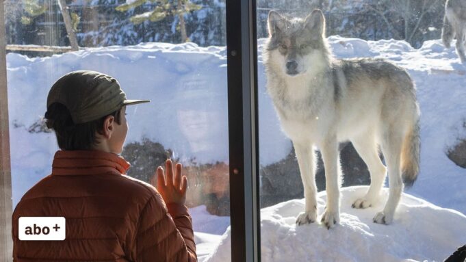 Schweizer Siedlungens Wolf: Diskussion um Abschus

