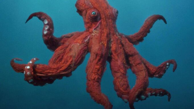 Série: «Octopus!

