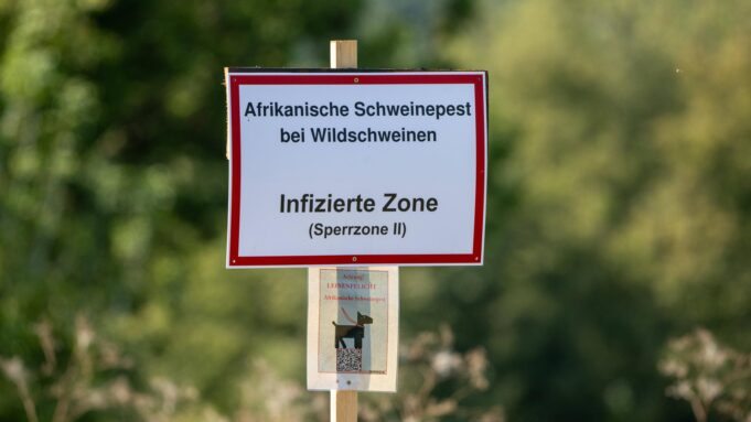 Wildschwein -kadaver Verrotter in Raunheim Neben Wohngebiet - Trotz Schweinpest | Hessenschau.de

