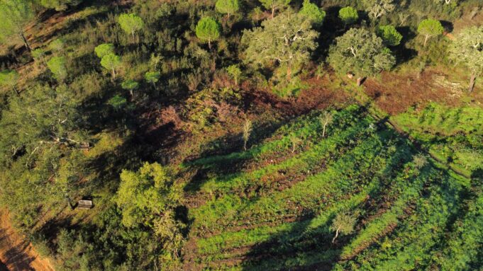 Wildwaldgartengarten-Vielelfälle Ikosystemfürdie Zukunft

