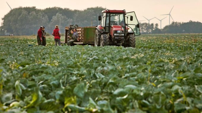 Zu Wenig Hindernis und Gemüse Wegen Bisrokratie

