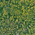 25 Jahre Wildnis: Der Sihlwald Ferert Rückehrder Natur