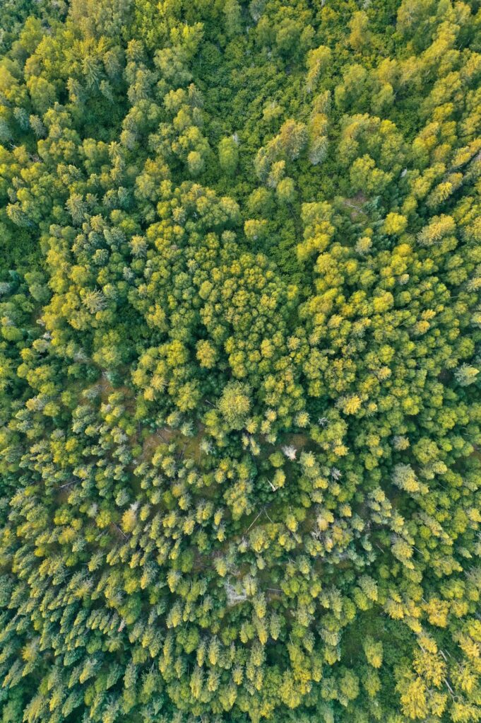 25 Jahre Wildnis: Der Sihlwald Ferert Rückehrder Natur

