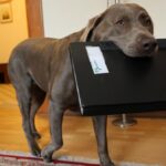 Arebeitskollege mit der Kalten Schnauze