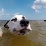 Auch Hunde Planchen in Diesen Hessschen Badseendürench Hunde Planchen | Hessenschau.de