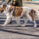 Behördenverbietenspaziergänger in Viellen Städten