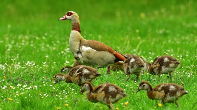 Bis Zu 170 Mal Kot Am Tag: Besser auch Keine Leckerlifürisenachsnilgänse

