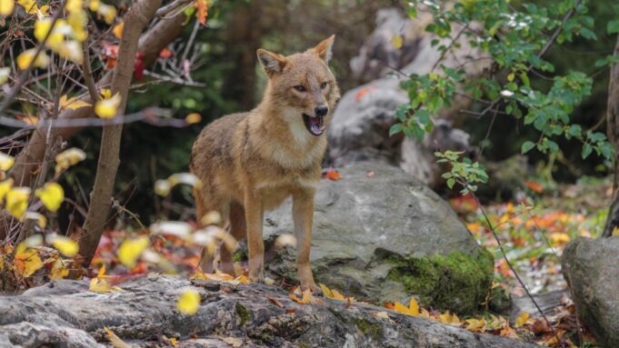 Goldschakal Tötet Knapp80lämmer

