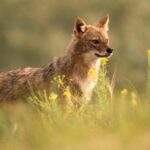 Goldschakal auf SYLT DARF ABGECHOSSEN WERDEN