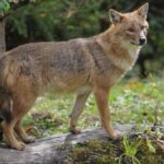 Goldschakal auf Sylt: Gericht Verbietet Abschuss Erneus
