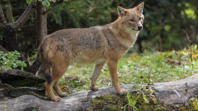 Goldschakal auf Sylt: Gericht Verbietet Abschuss Erneus


