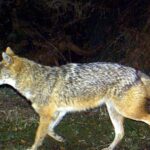 Goldschakal von Sylt: Tierschüttzoppen Jagd-Plänne
