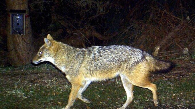 Goldschakal von Sylt: Tierschüttzoppen Jagd-Plänne

