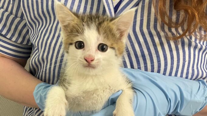 Katzenbaby A Rastanlage Gefunden. Hessen am Morgen: Die nachricht im Ticker | Hessenschau.de

