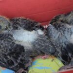 Kükenvom Balkon GefeGt: Erfurter Taubenverein Estattet -Anzege