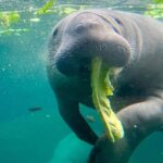 Meeres -Dickhäuter Verwirren Strandbesucher in Florida - Polizei Mussanrüchken
