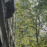 Schweizer StudyBelegtkÜHlendeWIRKung Vonstadtbäumen