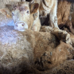 Tiertransport Kühe