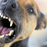 TödLichervorfall - Hund Stirbt Nach Angriff Durchge Freilaufenden Artgenossen