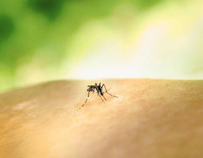 Wirkstoffentdeckungzurabtötungvonmalaria parworm

