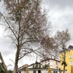 Vergiftete Platanen am Frankfurt Merianplatz Werdengefällt | Hessenschau.de