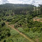 22 Millionen Neuebäumeim Hessischen Staatswald | Hessenschau.de