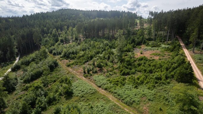 22 Millionen Neuebäumeim Hessischen Staatswald | Hessenschau.de

