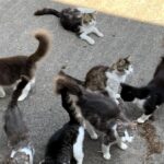 Herrenlose katzen Sorg am Handgelenk