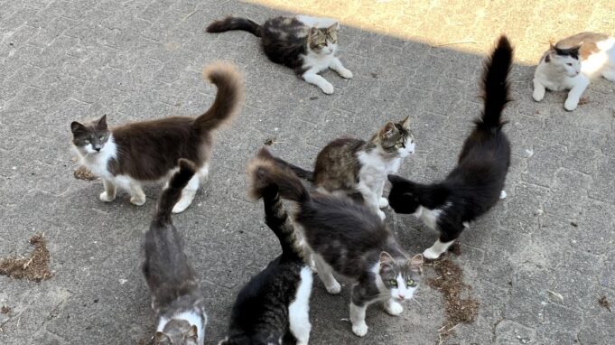 Herrenlose katzen Sorg am Handgelenk

