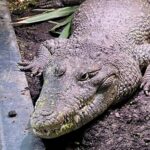 Krokodil Findet Neu Heimat in Tschechien