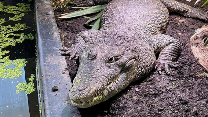 Krokodil Findet Neu Heimat in Tschechien

