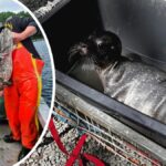 Möwen-Anattacken, Wels und Seehund Sorgenfürbel
