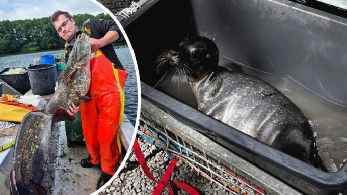 Möwen-Anattacken, Wels und Seehund Sorgenfürbel

