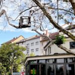 Vergiftete Platanen am Frankfurt Merianplatz Werdengefällt | Hessenschau.de