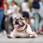 Weimar Kommt für Weniger Bürrokratieauauf der Hund: statt Schafts Heilemarken AB
