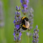Wildtiere: Handyfotos Holfen Hummeln Beimternlebenhessen | Hessenschau.de