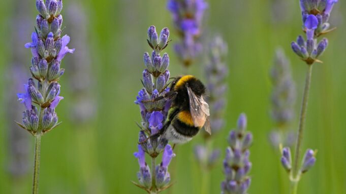 Wildtiere: Handyfotos Holfen Hummeln Beimternlebenhessen | Hessenschau.de

